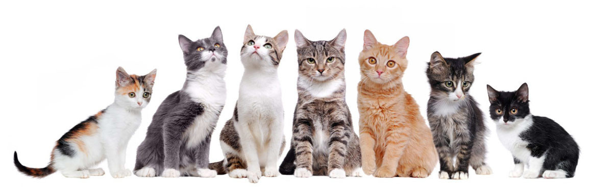Сухие корма для кошек
